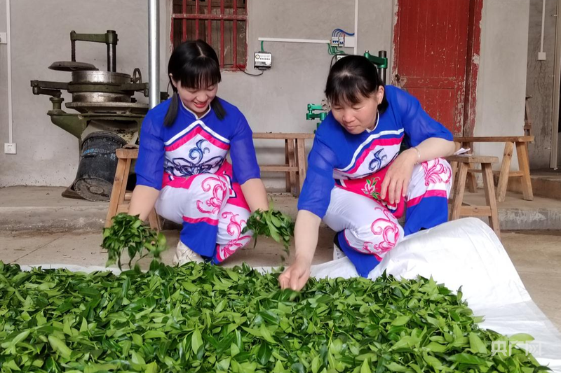 龙岩上杭：团子茶香飘致富路 乡村展新颜