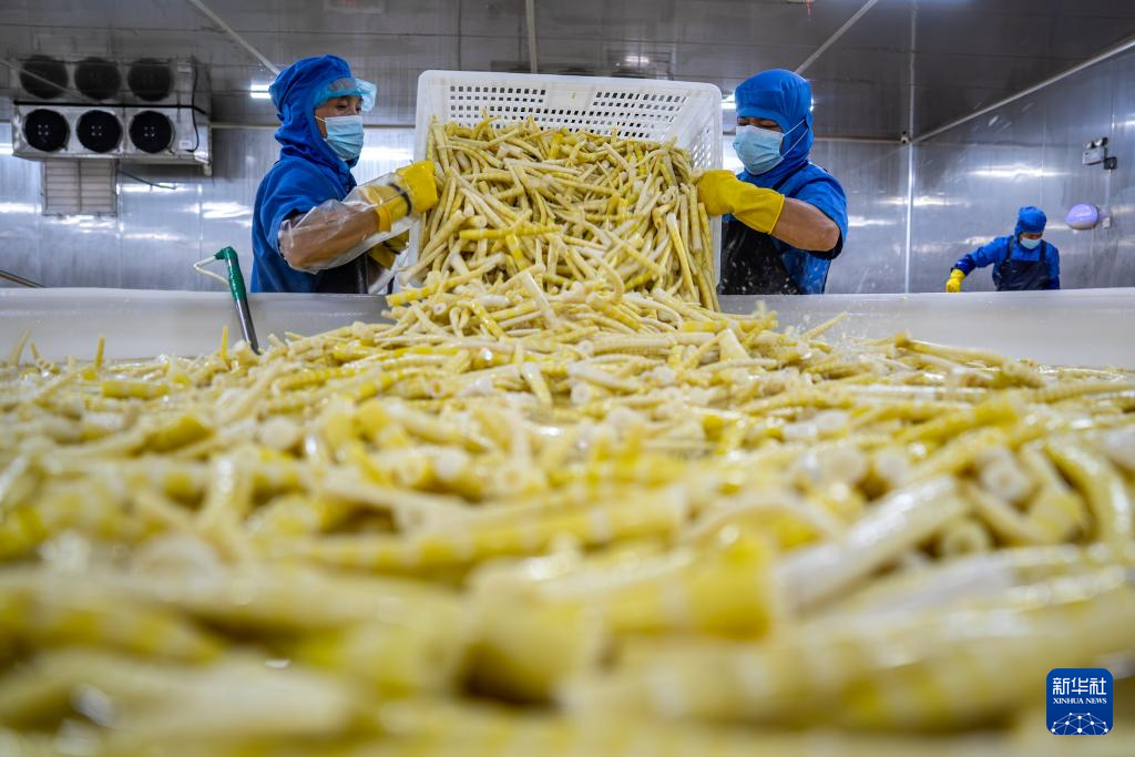 云南盐津： 小竹子做成大产业(图2)