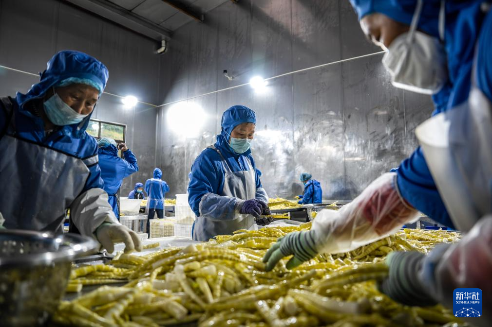 云南盐津： 小竹子做成大产业(图3)