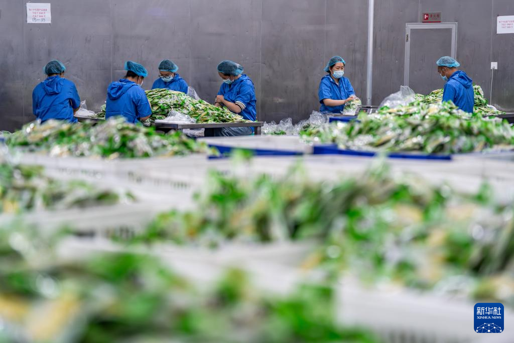 云南盐津： 小竹子做成大产业(图6)