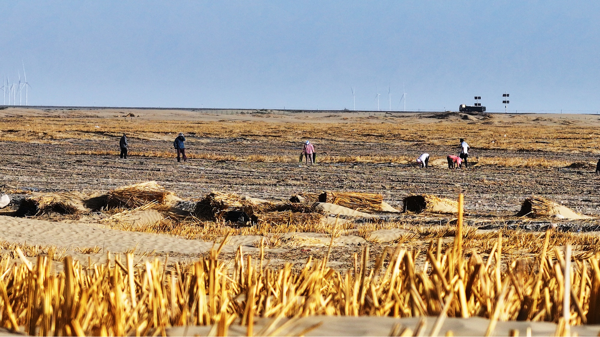“小枸杞”撬动“大生态”！若羌沙海播下防沙与振兴的双重希望(图3)