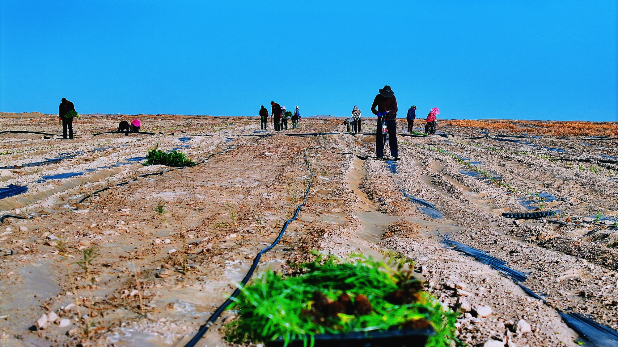 “小枸杞”撬动“大生态”！若羌沙海播下防沙与振兴的双重希望