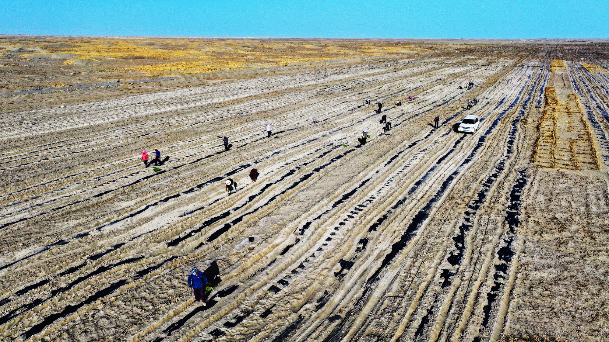 “小枸杞”撬动“大生态”！若羌沙海播下防沙与振兴的双重希望(图2)