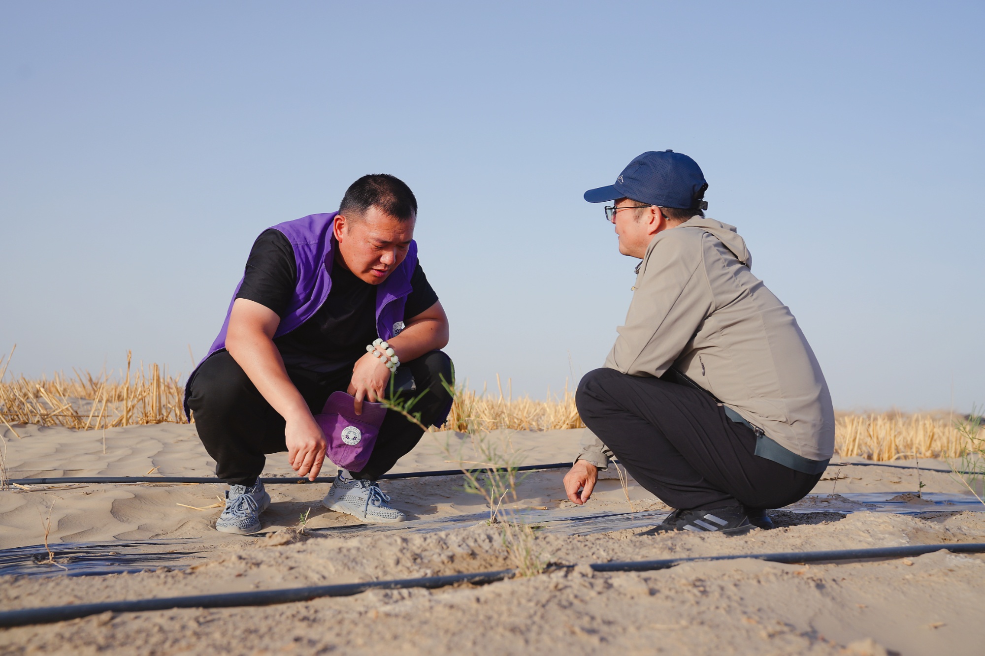 “小枸杞”撬动“大生态”！若羌沙海播下防沙与振兴的双重希望(图5)