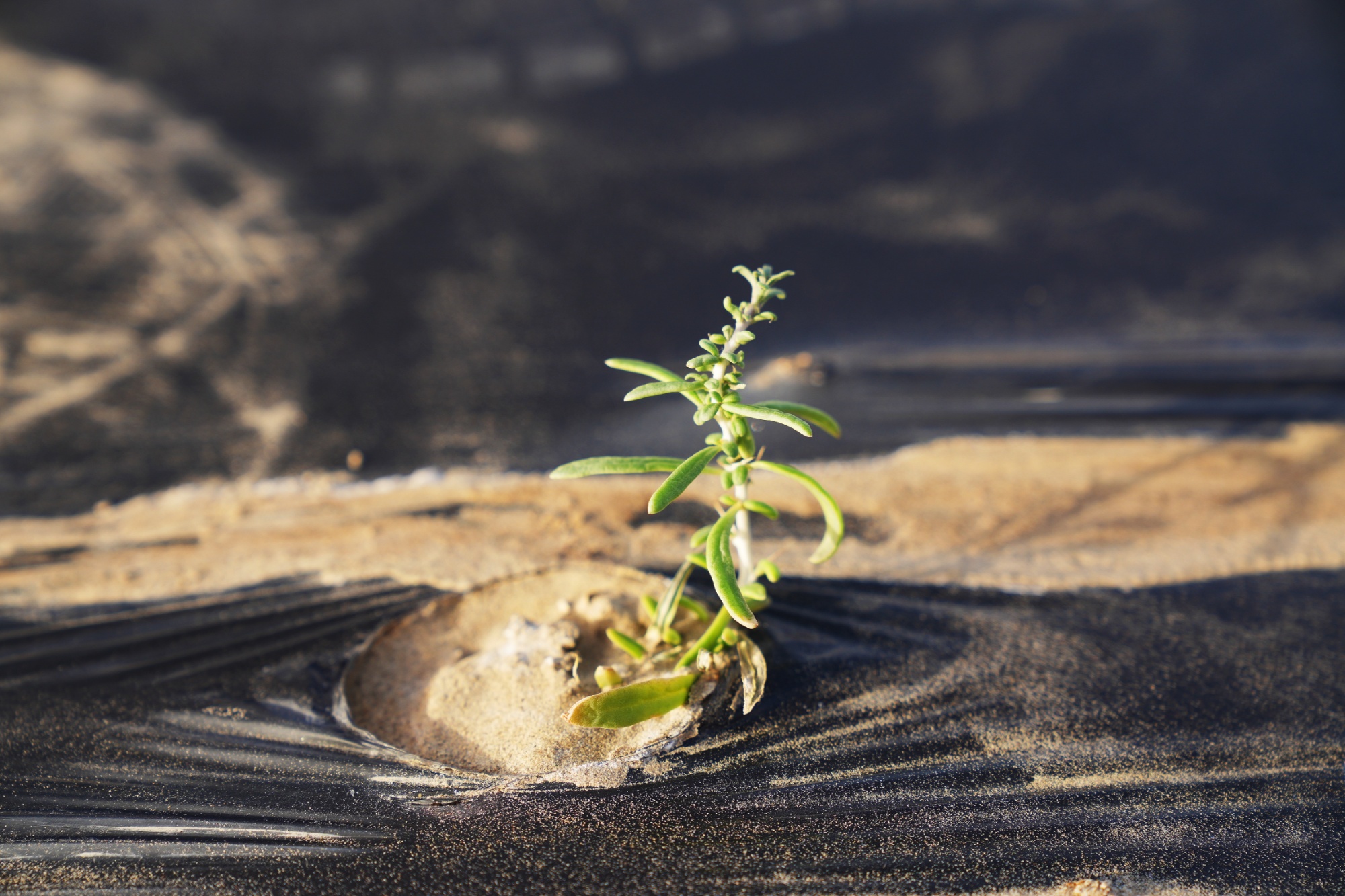 “小枸杞”撬动“大生态”！若羌沙海播下防沙与振兴的双重希望(图4)