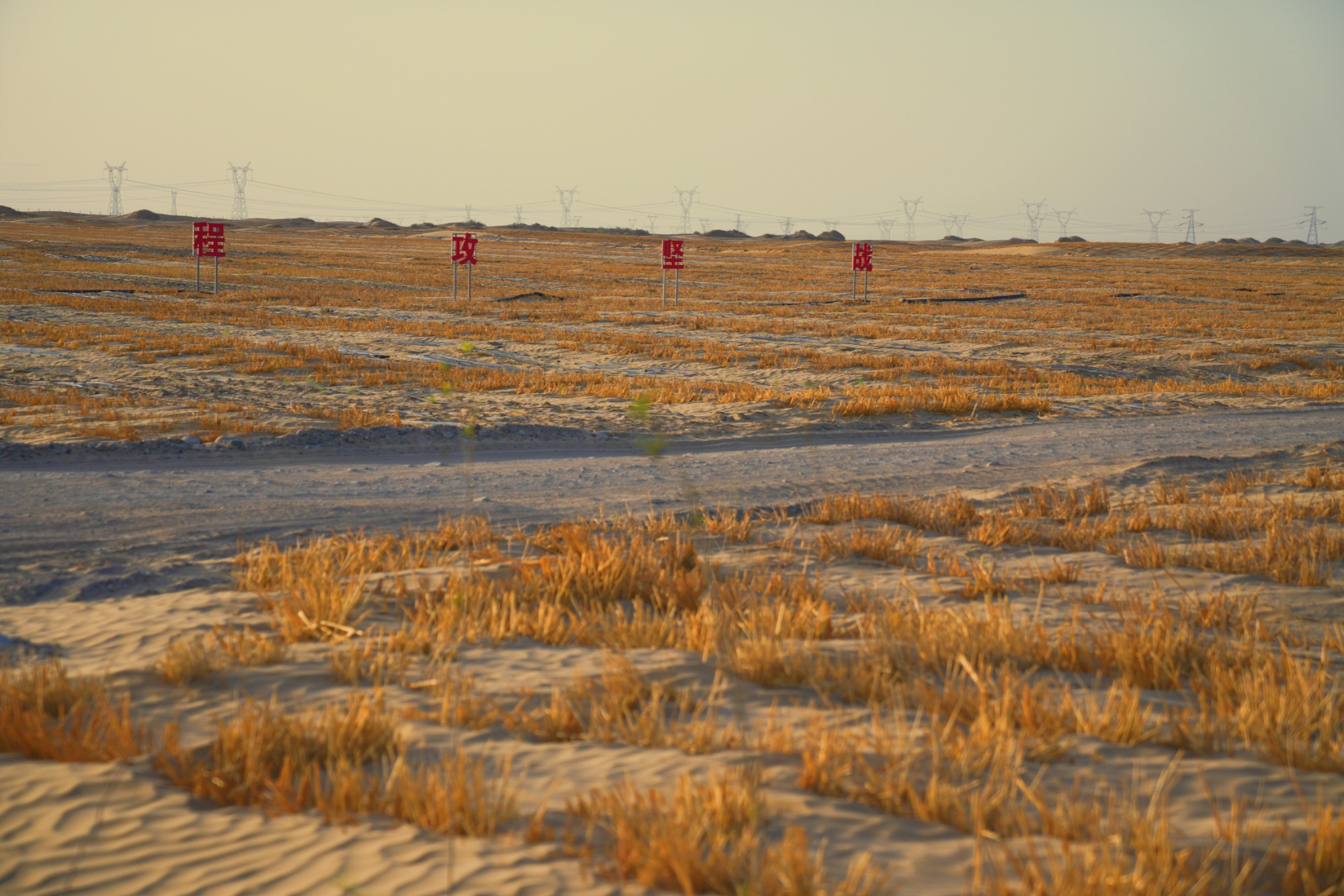 “小枸杞”撬动“大生态”！若羌沙海播下防沙与振兴的双重希望(图7)