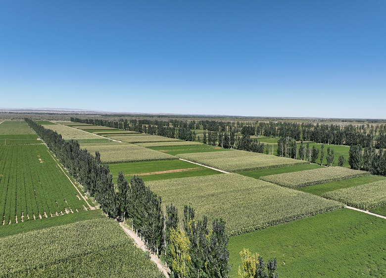 从“风沙口”到“绿屏障” ——高台县北部滩“点沙成绿”的生态