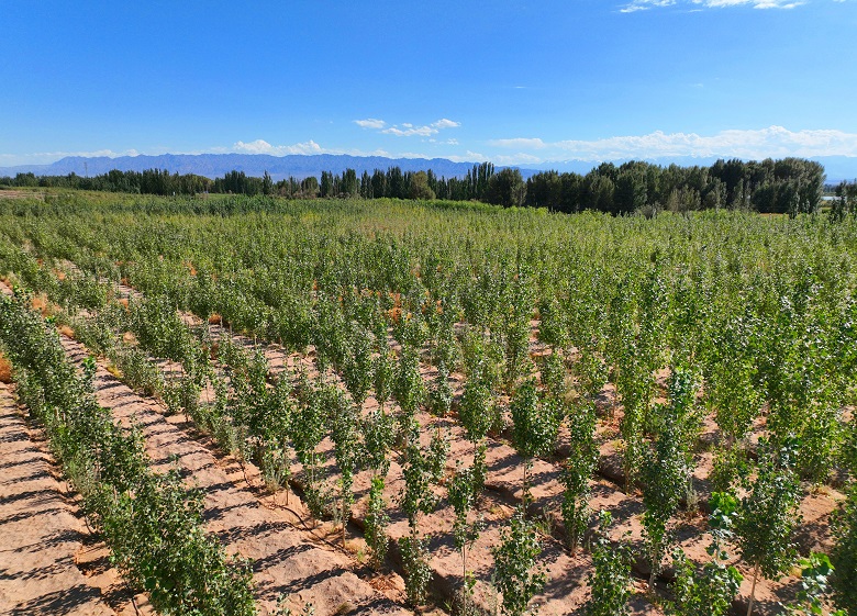 从“风沙口”到“绿屏障” ——高台县北部滩“点沙成绿”的生态逆袭(图3)