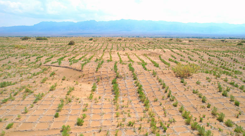 从“风沙口”到“绿屏障” ——高台县北部滩“点沙成绿”的生态逆袭(图4)