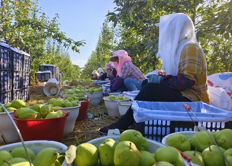 从“风沙口”到“绿屏障” ——高台县北部滩“点沙成绿”的生态逆袭(图5)