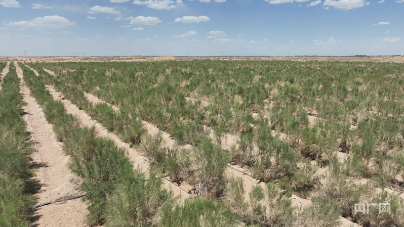 高质量发展看中国｜一场生态与民生的双赢革命(图2)