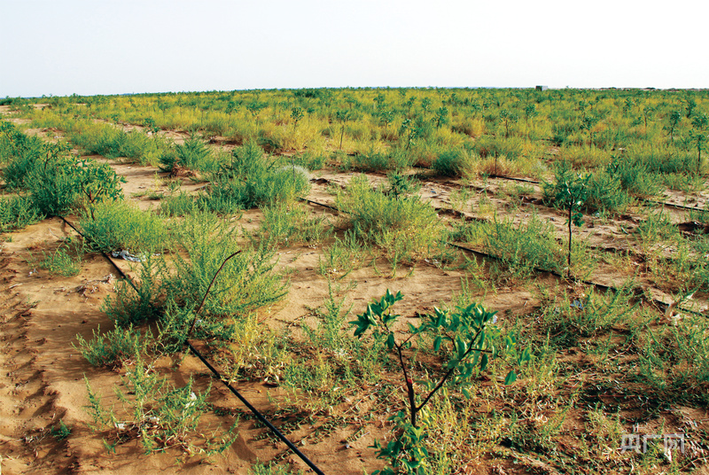 高质量发展看中国｜一场生态与民生的双赢革命(图4)