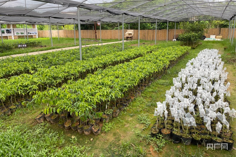 全产业链价值凸显 广东茂名沉香产业朝百亿级目标迈进