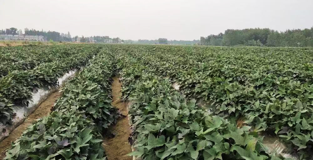 从实验室到田间地头——科技点亮新“薯”光