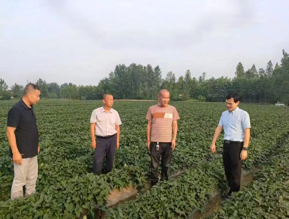 从实验室到田间地头——科技点亮新“薯”光(图2)