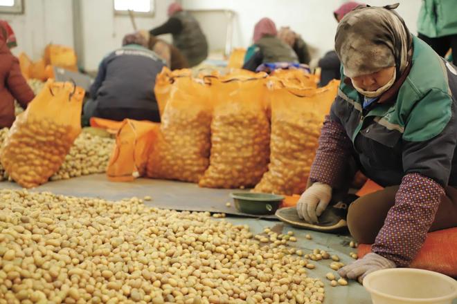 甘肃定西：“薯”光照亮致富路(图2)