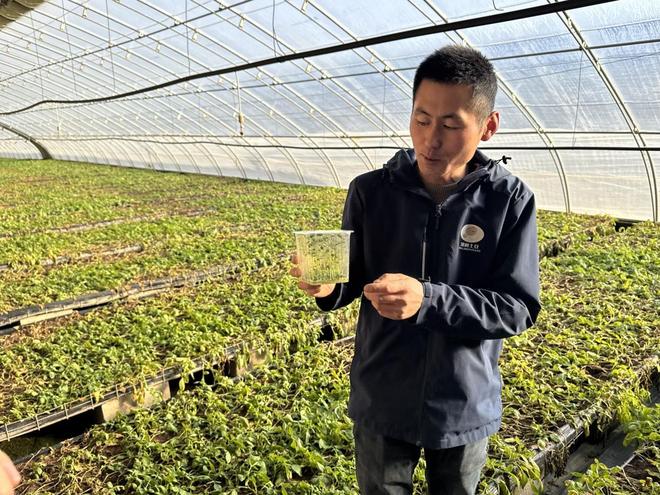 甘肃定西：“薯”光照亮致富路