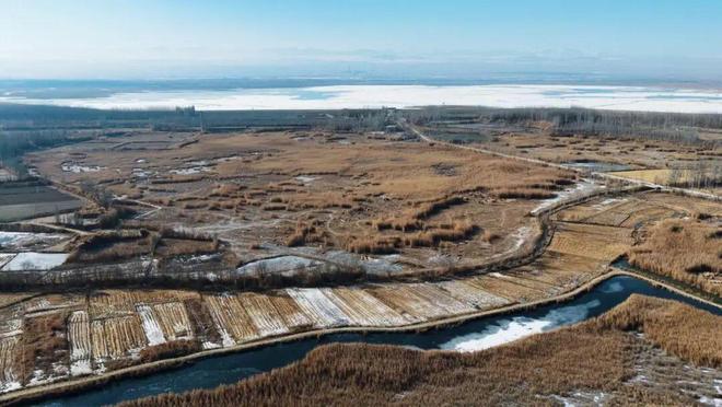 新疆沙漠里编“金格子”——看墨玉如何将芦苇变成治沙“利器”与富民“金钥匙”