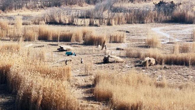 新疆沙漠里编“金格子”——看墨玉如何将芦苇变成治沙“利器”与富民“金钥匙”(图2)