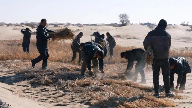 新疆沙漠里编“金格子”——看墨玉如何将芦苇变成治沙“利器”与富民“金钥匙”(图3)