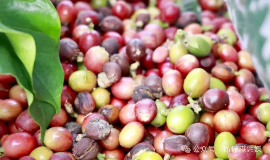 好消息！东兴咖啡入选2025年第一批全国名特优新农产品名录(图3)