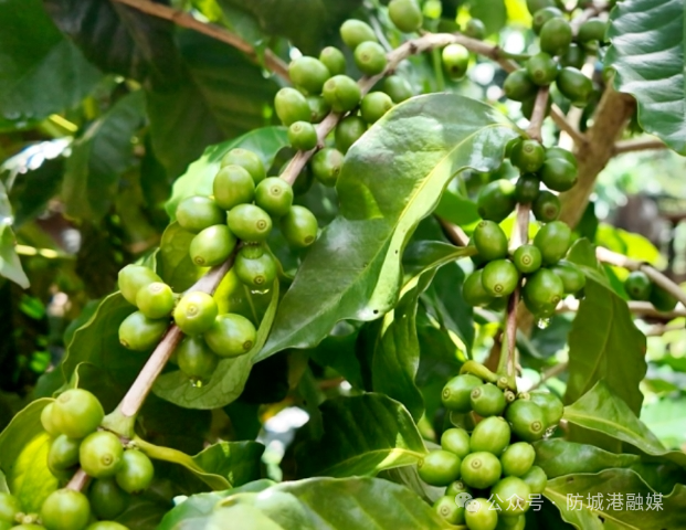好消息！东兴咖啡入选2025年第一批全国名特优新农产品名录(图4)