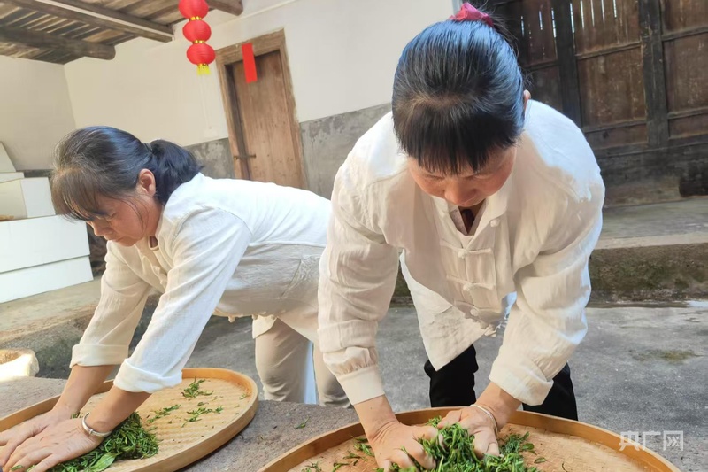龙岩上杭：团子茶香飘致富路 乡村展新颜(图2)