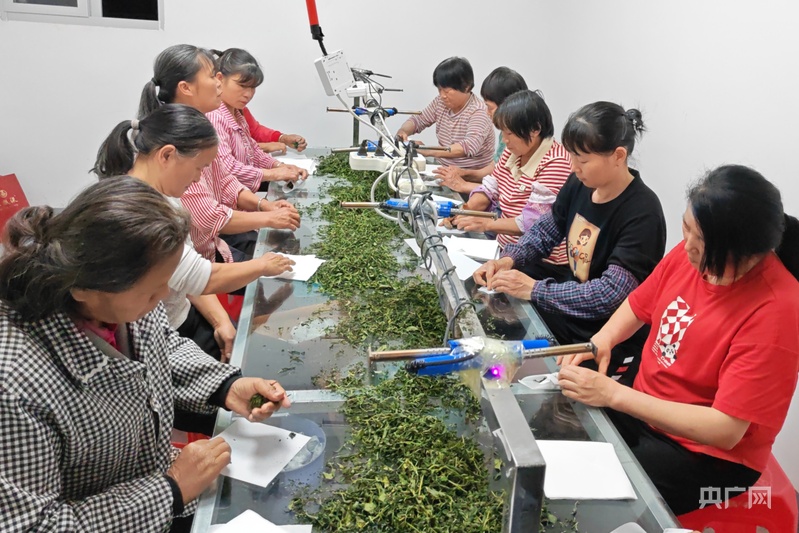 龙岩上杭：团子茶香飘致富路 乡村展新颜(图3)