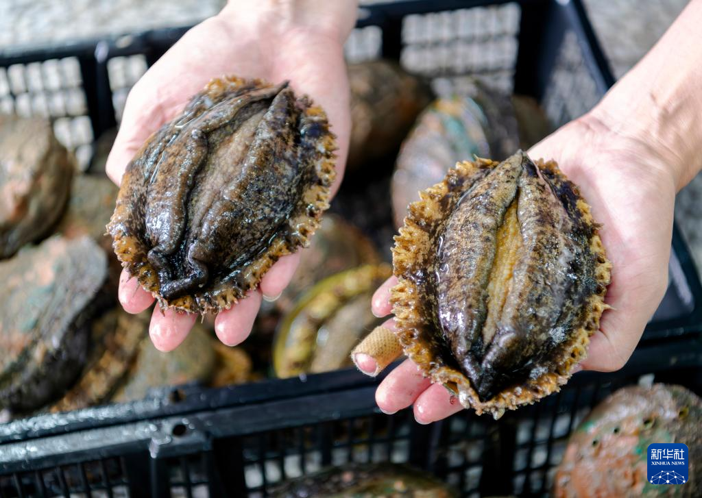 稳外贸 福建莆田鲍鱼“出海”忙(图1) 稳外贸 福建莆田鲍鱼“出海”忙(图1)