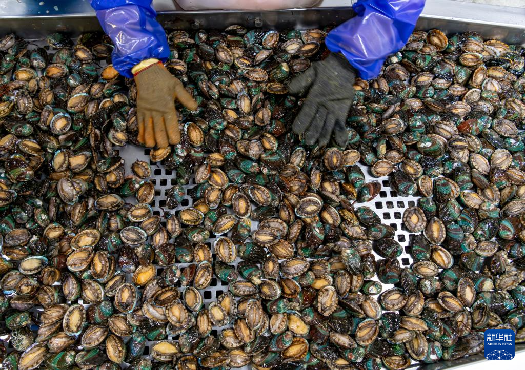 稳外贸 福建莆田鲍鱼“出海”忙(图4) 稳外贸 福建莆田鲍鱼“出海”忙(图4)