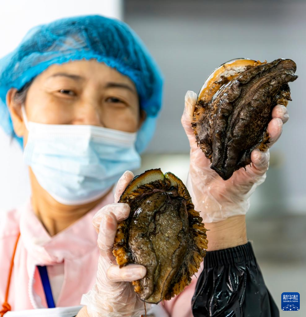 稳外贸 福建莆田鲍鱼“出海”忙(图5) 稳外贸 福建莆田鲍鱼“出海”忙(图5)