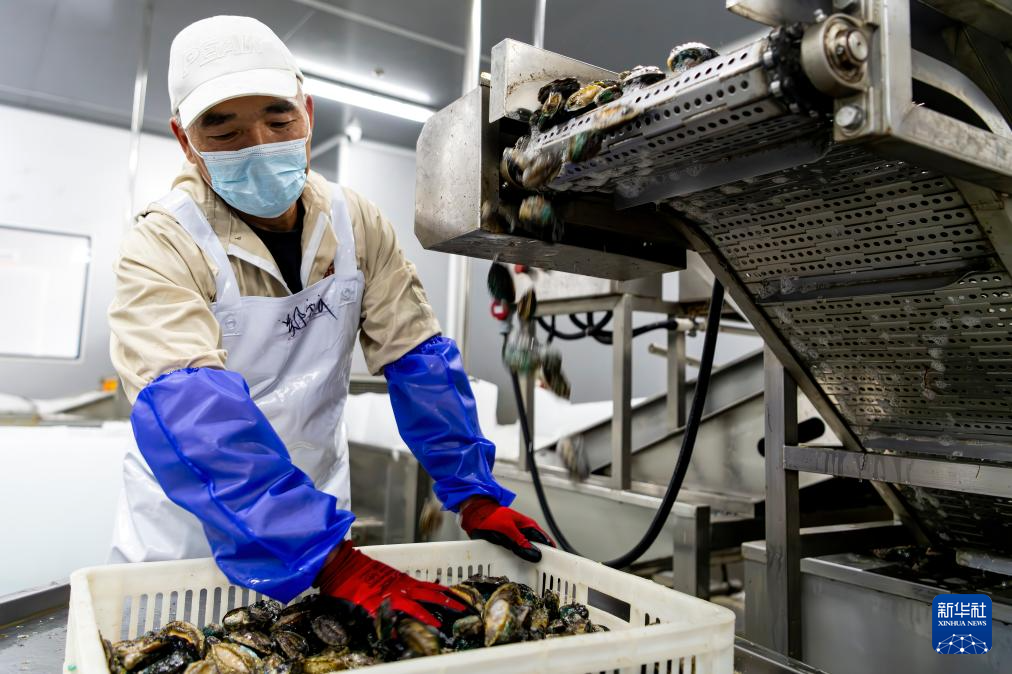 稳外贸 福建莆田鲍鱼“出海”忙(图7) 稳外贸 福建莆田鲍鱼“出海”忙(图7)