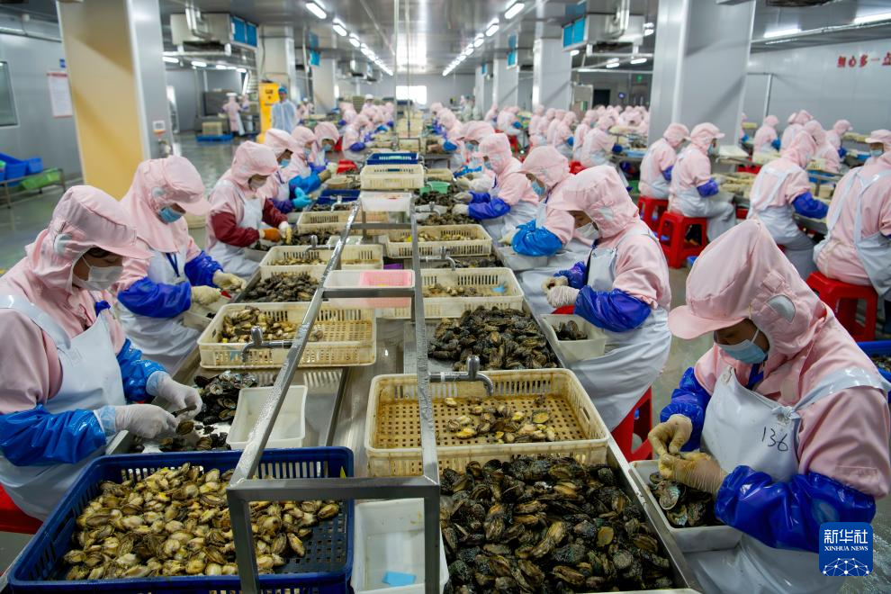 稳外贸 福建莆田鲍鱼“出海”忙(图6) 稳外贸 福建莆田鲍鱼“出海”忙(图6)