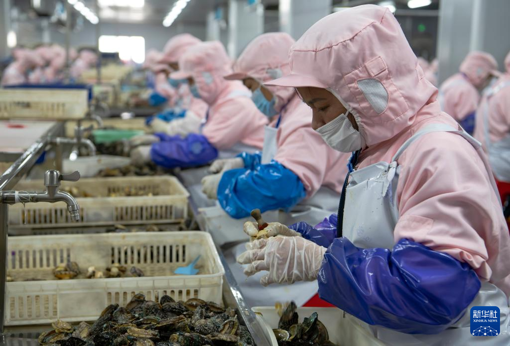 稳外贸 福建莆田鲍鱼“出海”忙(图8) 稳外贸 福建莆田鲍鱼“出海”忙(图8)