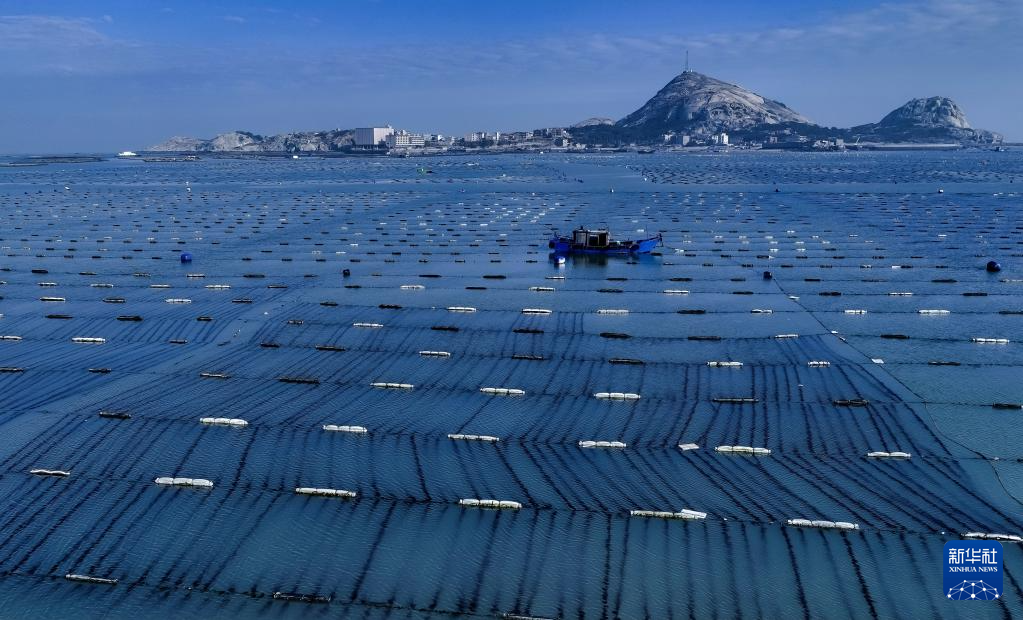 稳外贸 福建莆田鲍鱼“出海”忙(图10) 稳外贸 福建莆田鲍鱼“出海”忙(图10)