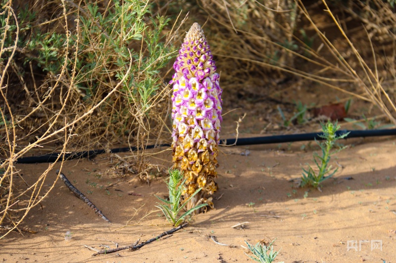 高质量发展看中国｜一场生态与民生的双赢革命