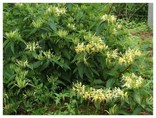山银花（藤本植物）(图1)